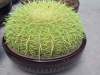 北京出租绿植花卉
