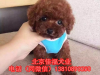 纯种泰迪犬价格 玩具体泰迪 专业繁殖泰迪犬 包健康包血统
