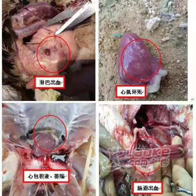 鸭黄病毒怎么治-鸭黄病毒的症状-快速控制黄病毒_0