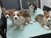 云南德宏陇川卖狗的地方狗场常年卖柯基犬