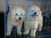 五华区纯种萨摩耶犬卖价五华区狗场萨摩耶犬出售