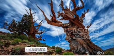 植物产业化研发,植慧品牌值得拥有_0