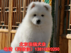 北京哪里卖纯种萨摩耶犬 澳版萨摩耶 已做完疫苗 同城送货