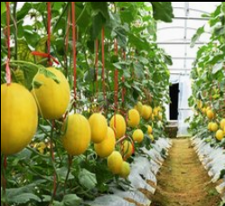 甘肃蔬菜防虫网60目特厚果树防虫网工厂批发热卖_0