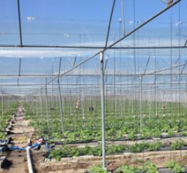 甘肃蔬菜防虫网60目特厚果树防虫网工厂批发热卖_1