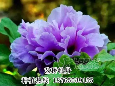 菏泽精品牡丹苗种植基地_0