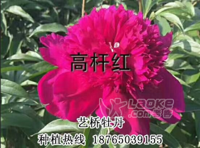 菏泽观赏芍药_0