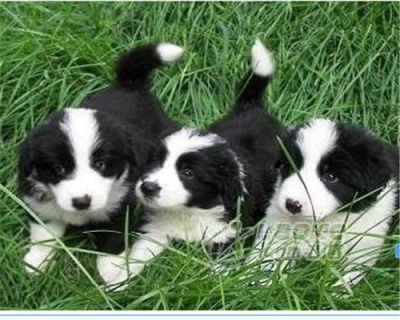 普洱买边牧 本地犬场直销漂亮小边牧_0