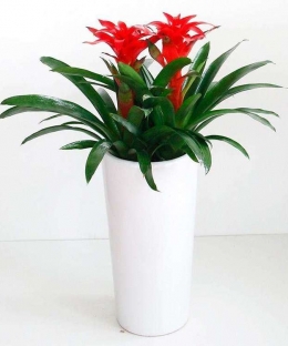 展会庆典开业花篮会场鲜花绿植布置绿植鲜花出租租赁_1
