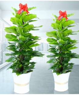 展会庆典开业花篮会场鲜花绿植布置绿植鲜花出租租赁_2