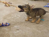 云南大理哪家谁想买昆明犬本地狗场常年出售纯种昆明犬