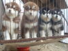 云南大理巍山阿拉斯加出售狗场阿拉斯加幼犬常年出售