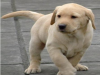 维西哪里卖宠物犬 云南纯种拉布拉多犬价格