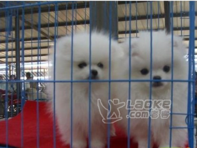 玉溪宠物市场 玉溪买狗的地方 云南本地养殖基地出售纯种博美幼犬_0