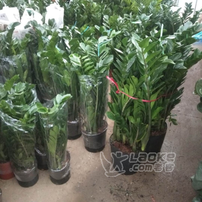 苏州开业乔迁新居养植基地销售同城配送金钱树铜钱草大绿萝等等_3