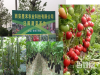 为西安各大单位食堂解决买菜难买菜贵问题