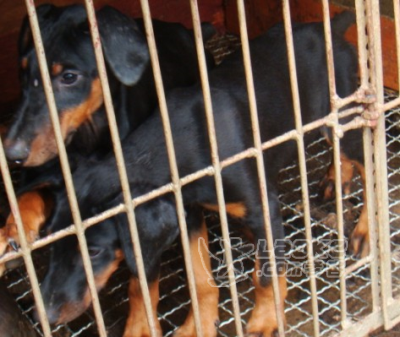 楚雄买狗的地方 楚雄宠物市场 楚雄纯种杜宾犬价格_0