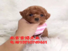 纯种泰迪幼犬 茶杯泰迪多少钱 纯种泰迪价格