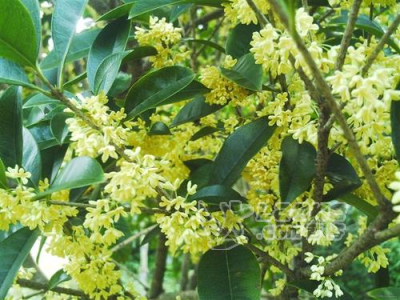 桂花树批发价格及种植经验_0