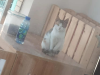 免费领养三花猫