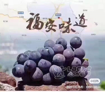 福建省福安市巨峰葡萄批发 直销_0